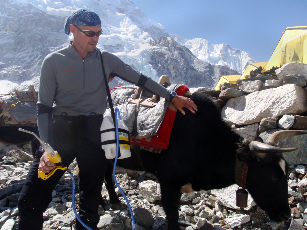 Yak Deworming